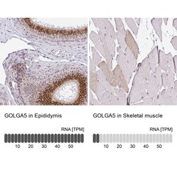 GOLGA5 Antibody, Novus Biologicals:Antibodies:Primary Antibodies